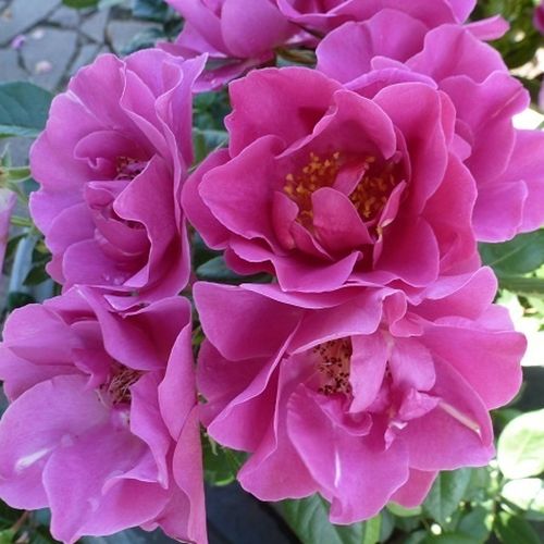 Rosa de fragancia discreta - Rosa - The Oddfellows Rose® - 